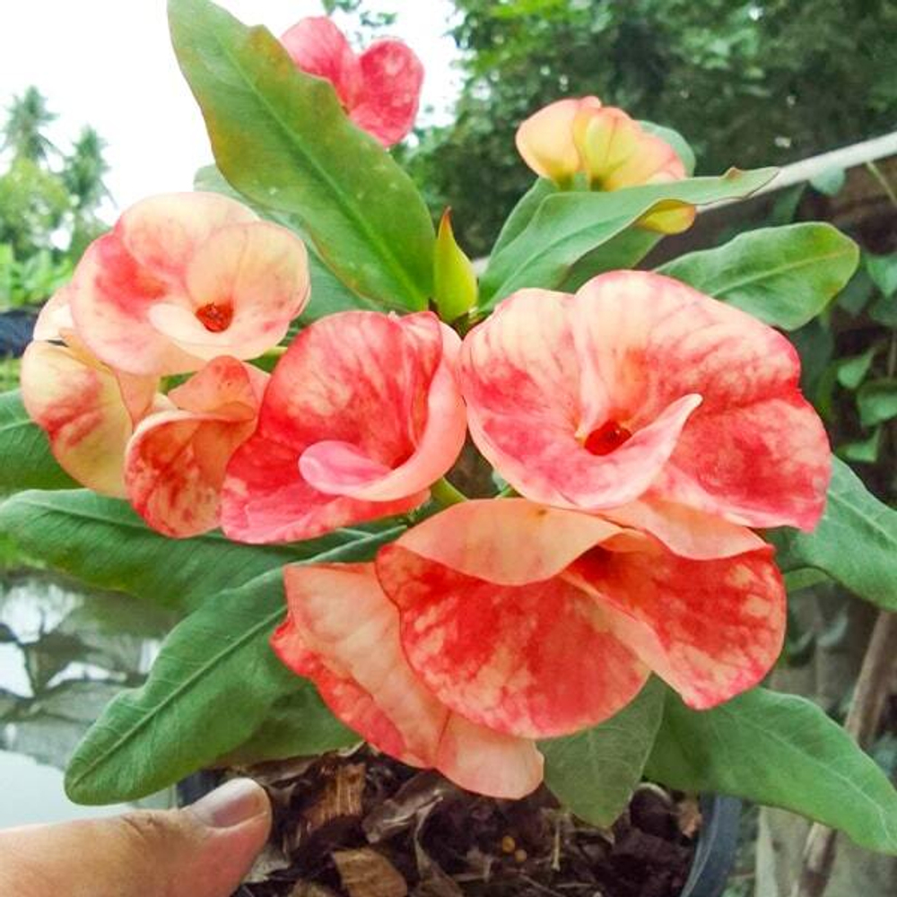 Эуфорбия Миля FULL OF MONEY