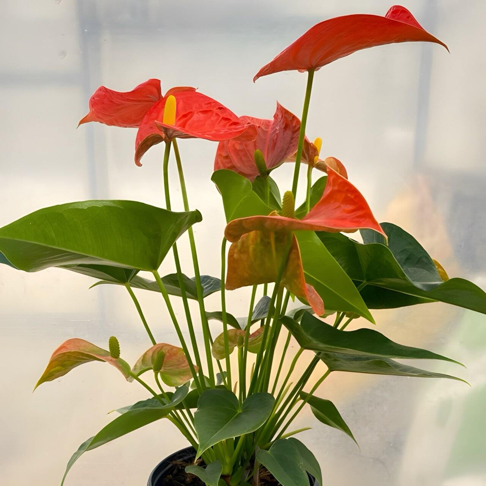 Антуриум Андре FLORIDA