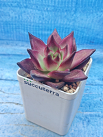 Echeveria Romeo (Эхеверия)