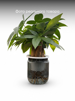 Пахира Little Forest Space Cup Thre