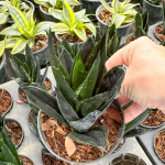 Сансевиерия LOOP PRIDE