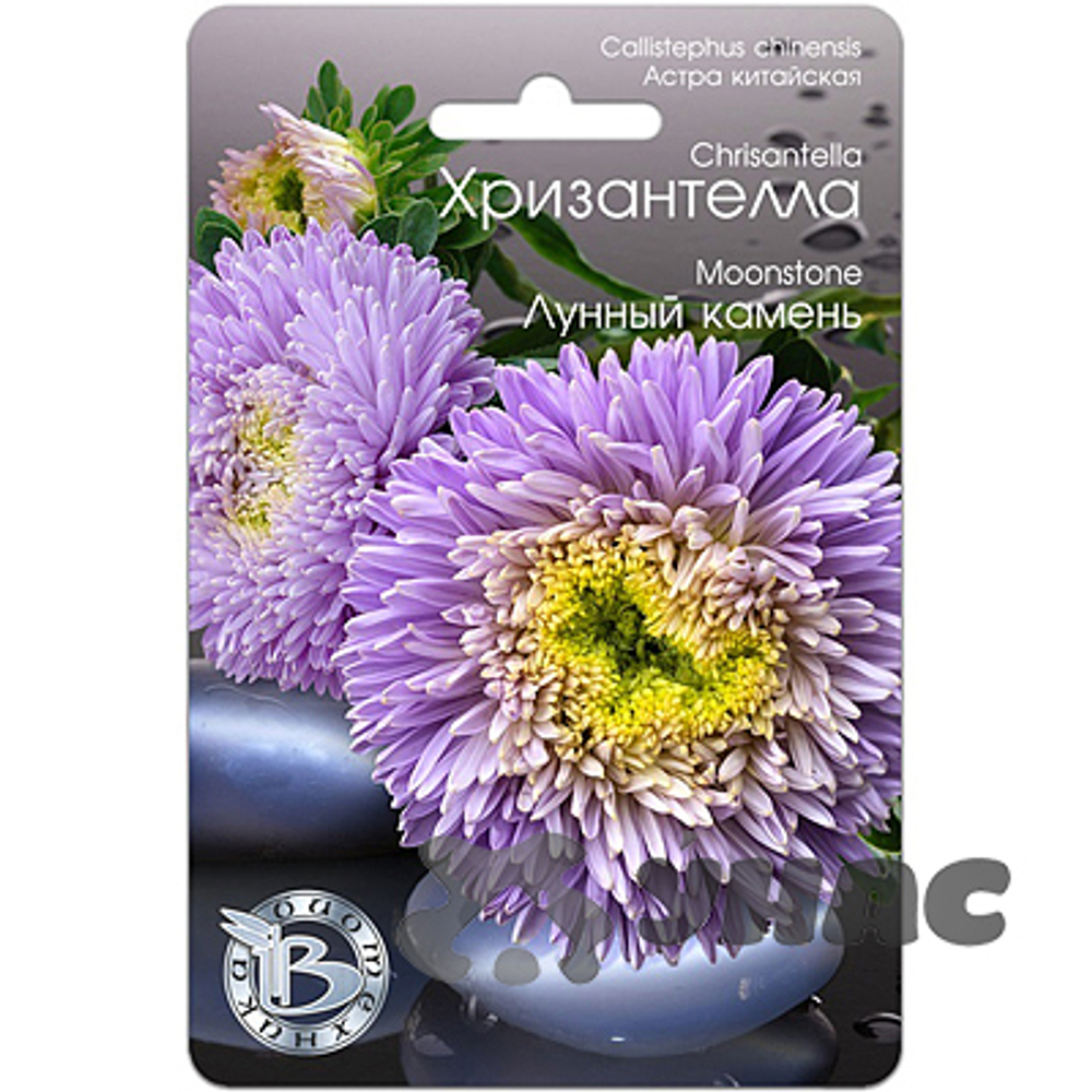 Хризантелла Лунный Камень 30шт.