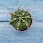 Gymnocalycium Friedrichii (Гимнокалициум)