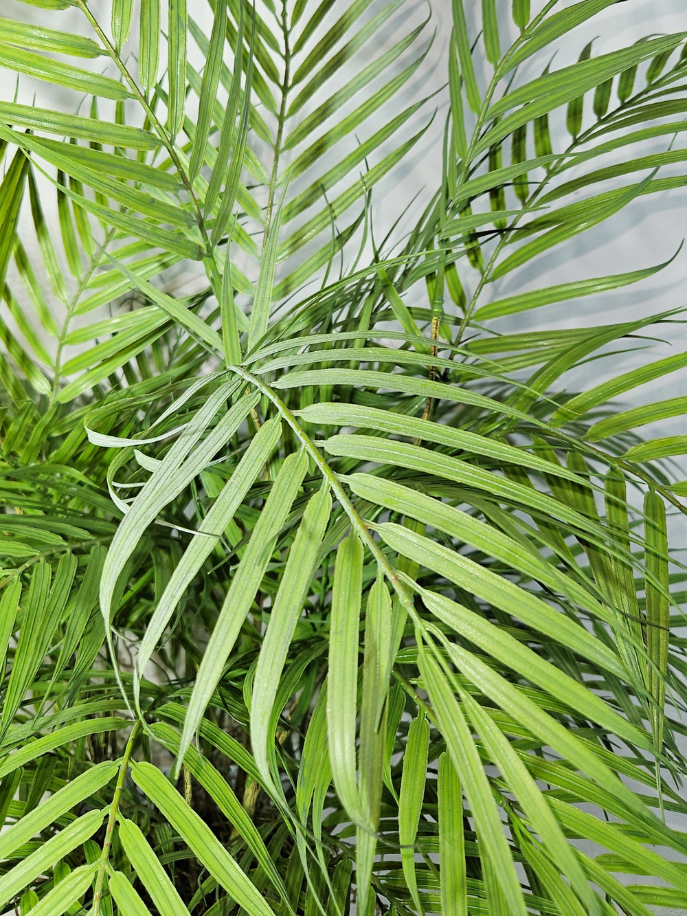 Искусственная Пальма комнатная 120 см в высоком белом кашпо