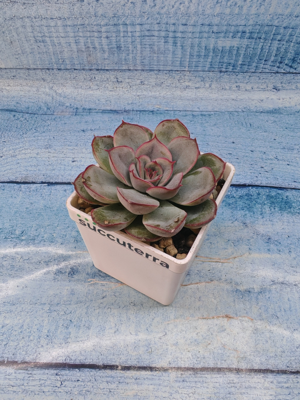 Echeveria Mystery (Эхеверия)
