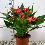 Антуриум Андрэ MFR