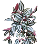 Традесканция Бордо 50 см.