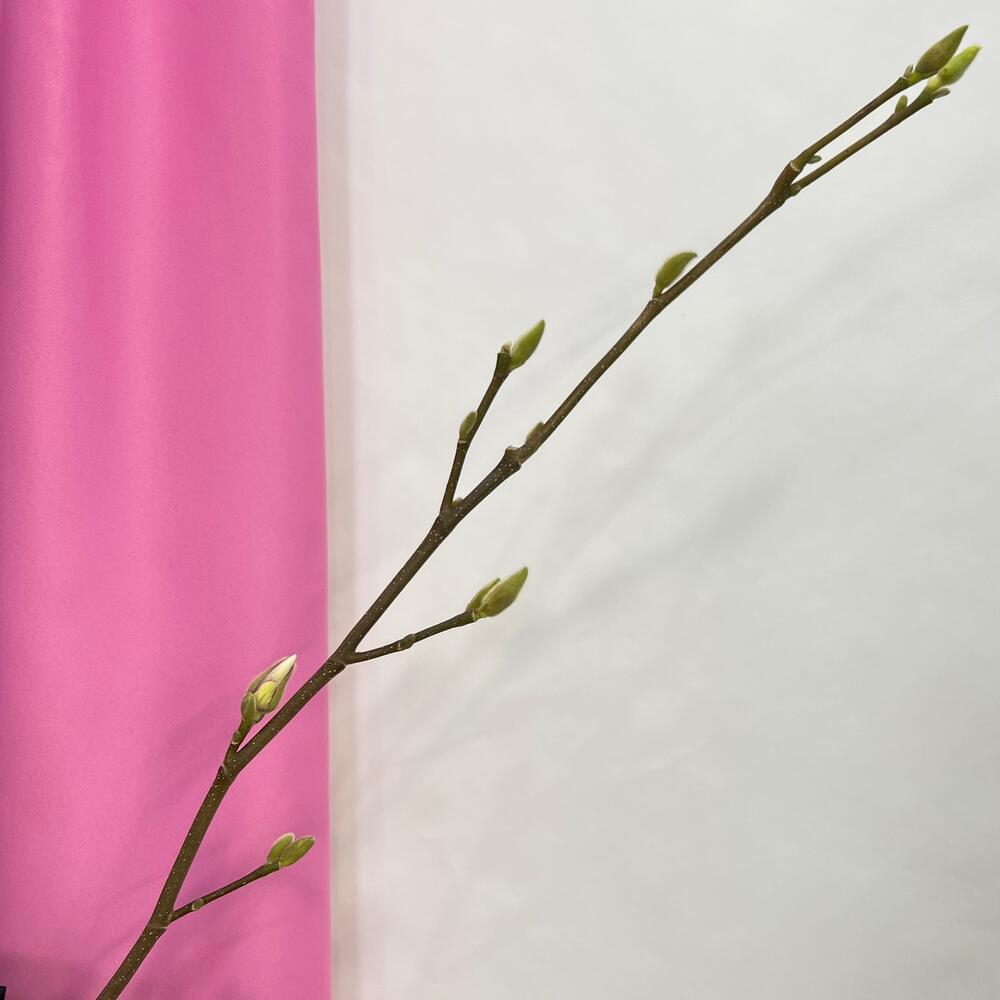 Цветущая магнолия