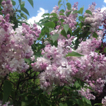 Сирень Красавица Москвы