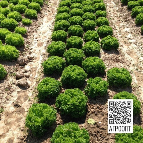 Ландау семена салата лолло блонда (Rijk Zwaan / ALEXAGRO) культура – фото 4