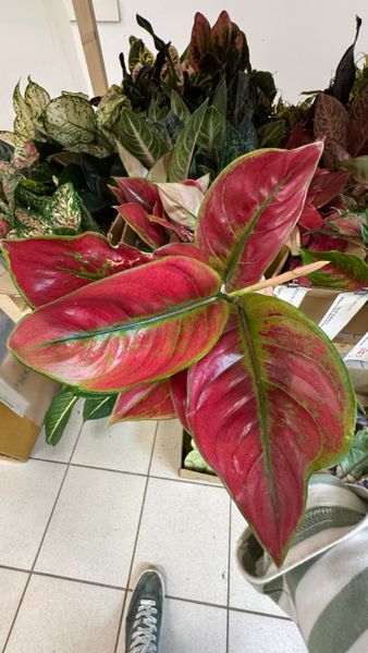 Снижение цен на аглаонемы Снижение цен на аглаонемы