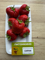 Земляника крупноплодная Сирия