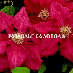 Клематис крупноцветковый Эрнест Маркхам