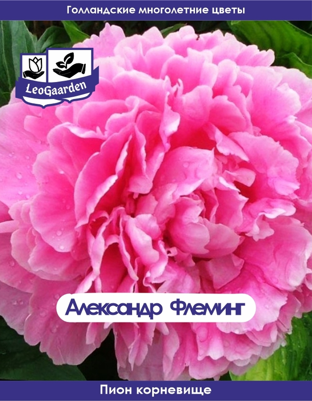 Пион Корневище, Александр Флеминг