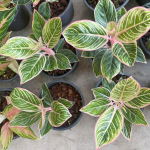 Аглаонема MINION