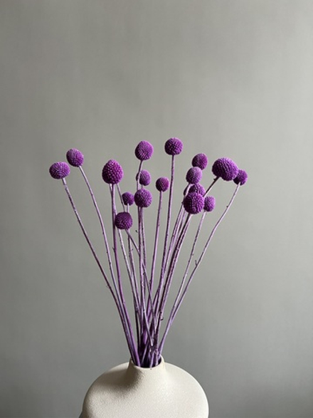 Краспедия стабилизированная фиолетовая (упак 20 шт)