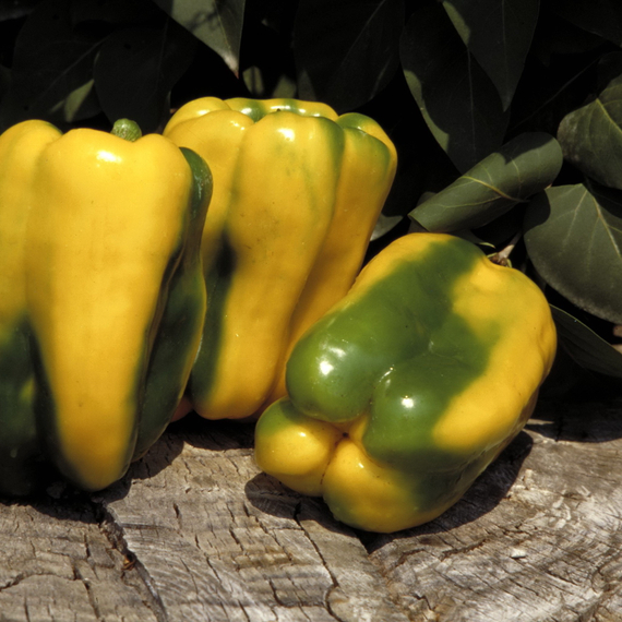 ДЖЕМИНИ F1 семена перца сладкого Nunhems оисание – фото 3