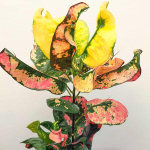 Кротон NAKHON LUANG