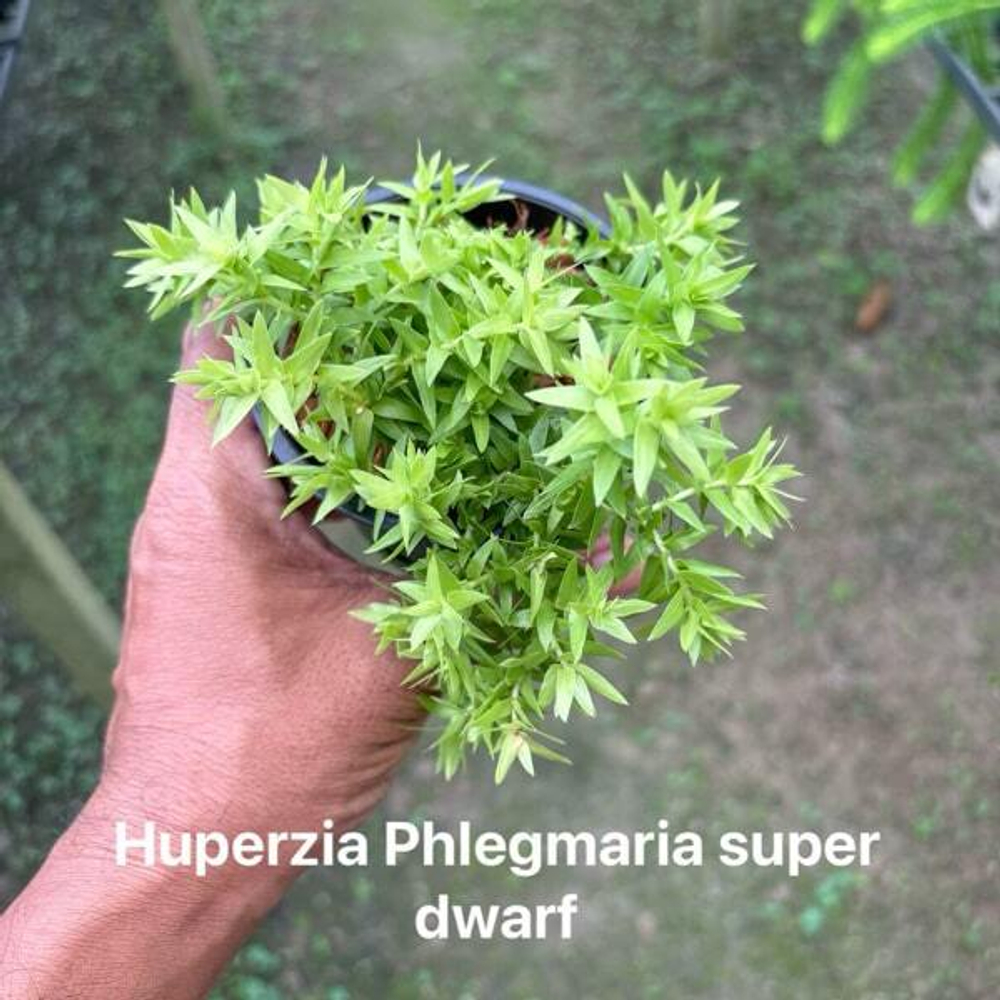Хуперция H.PHLEGMARIA DWARF 4"