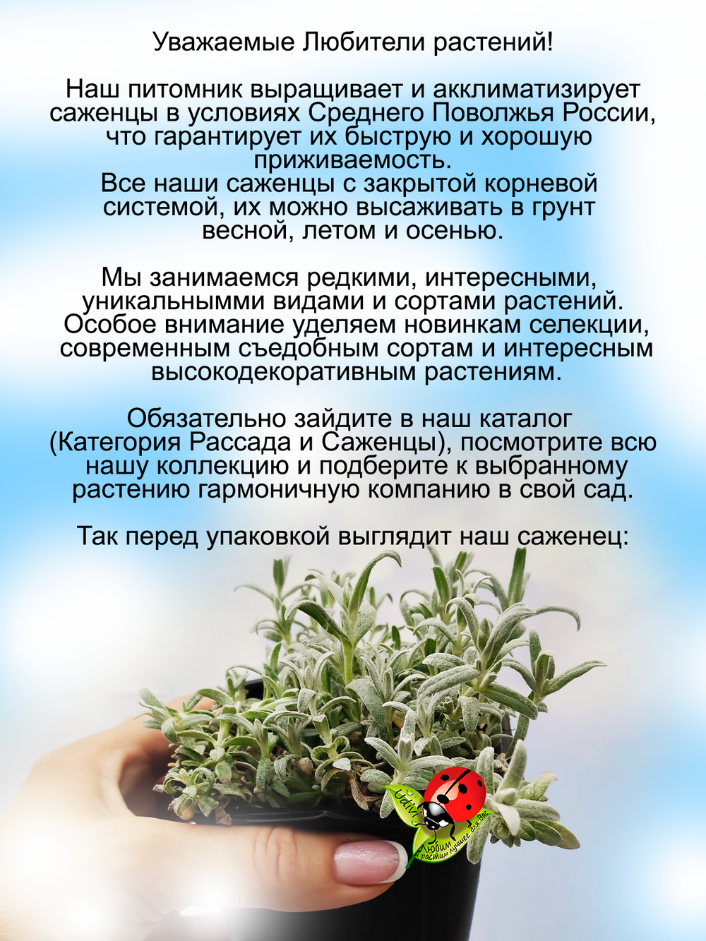 Ясколка войлочная Летний снег почвопокровная многолетняя