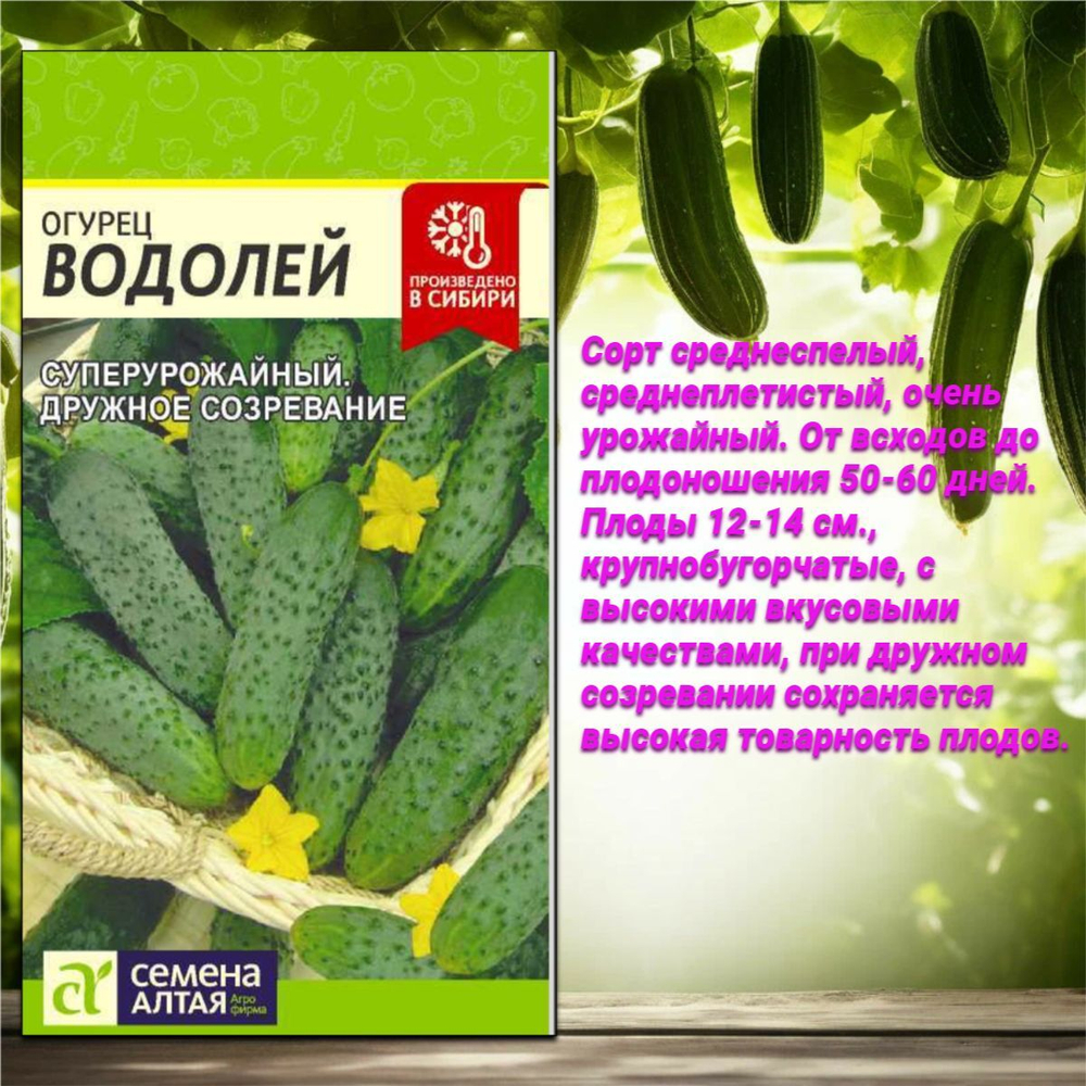 Семена огурцов: лучшие варианты для урожая в теплице и на открытом грунте.