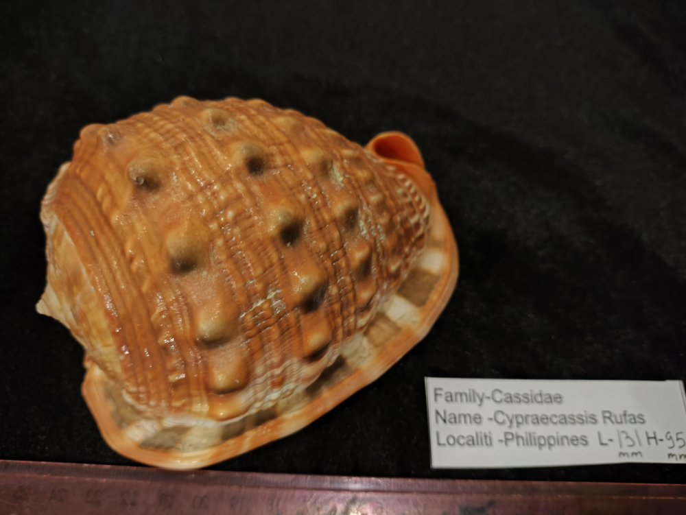 Ципреякассис Руфа 125-155мм