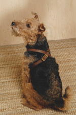 Цельнокожаная шлейка Коричневый