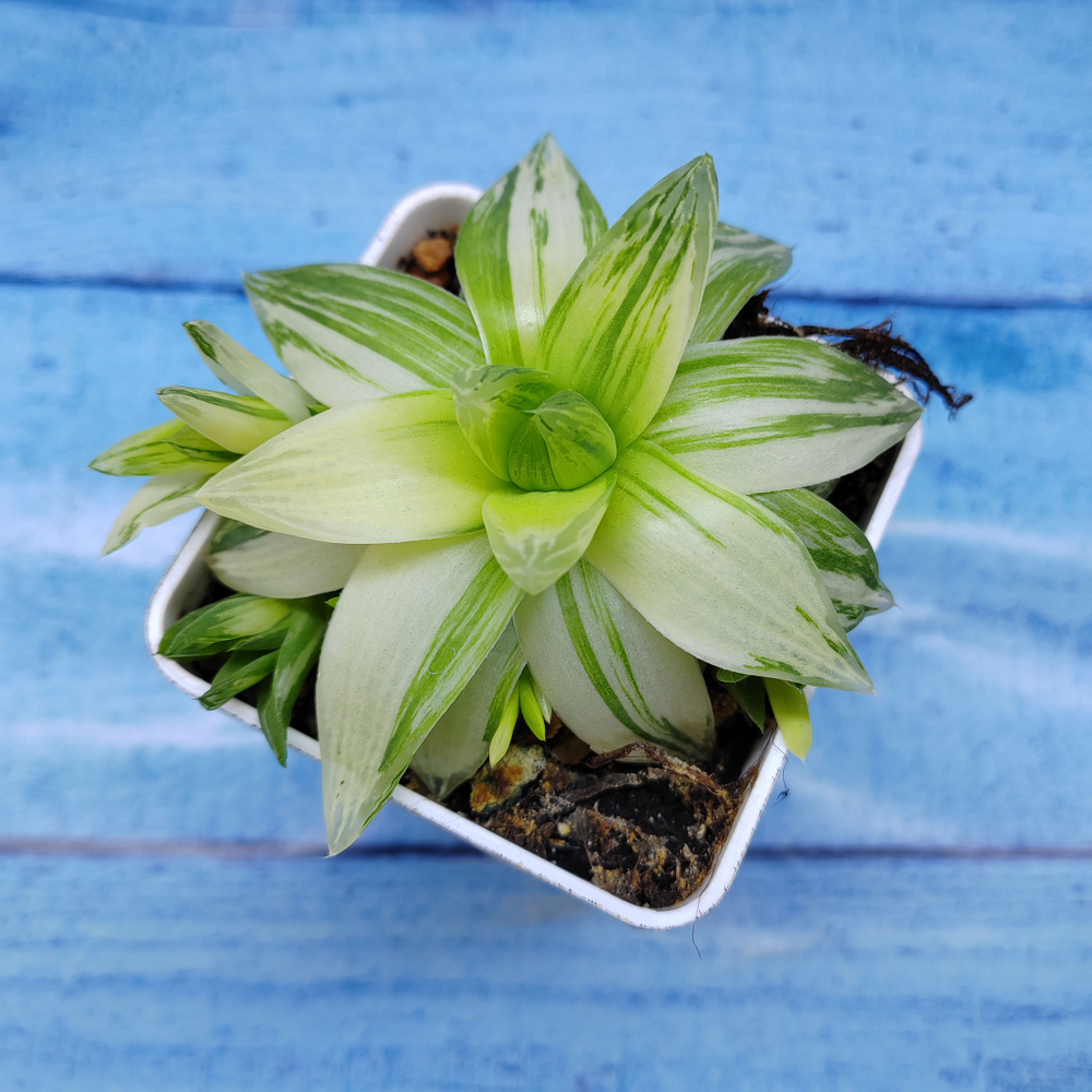 Haworthia Cymbiformis Variagate(Хавортия)