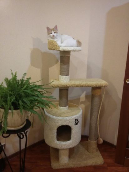 Игровой комплекс для кошки Д-2