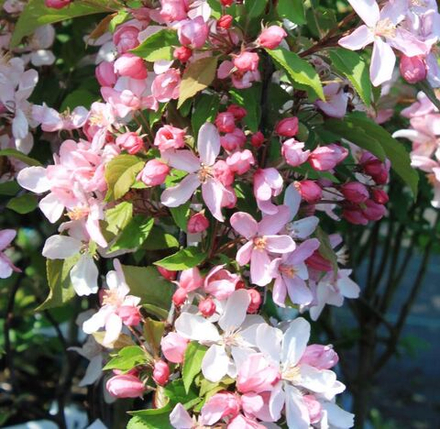 Яблоня Ред обелиск