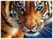 Aлмазная мозаика Голубоглазый тигр