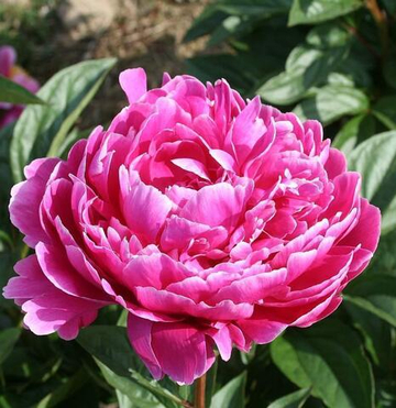 Пион Себастиан Маас