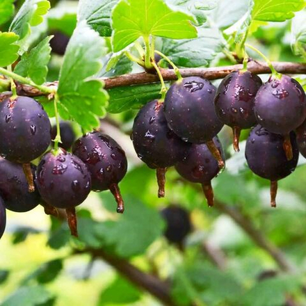 Крыжовник Орленок