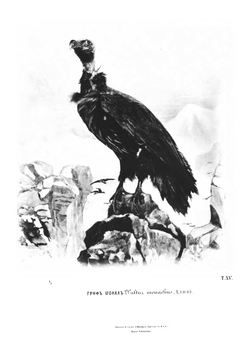 Отчет помощника начальника экспедиции | П. К. Козлов