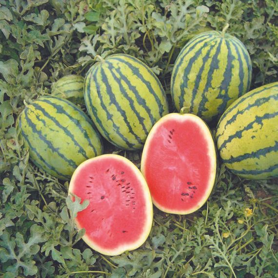 БЕДУИН F1 семена арбуза Bejo купить