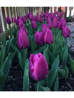 Тюльпаны Purple Stone 4 шт, набор луковиц