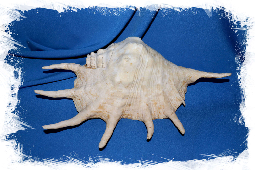 Коллекционная раковина Lambis truncata, Обрубленный лямбис, Ламбис трунката