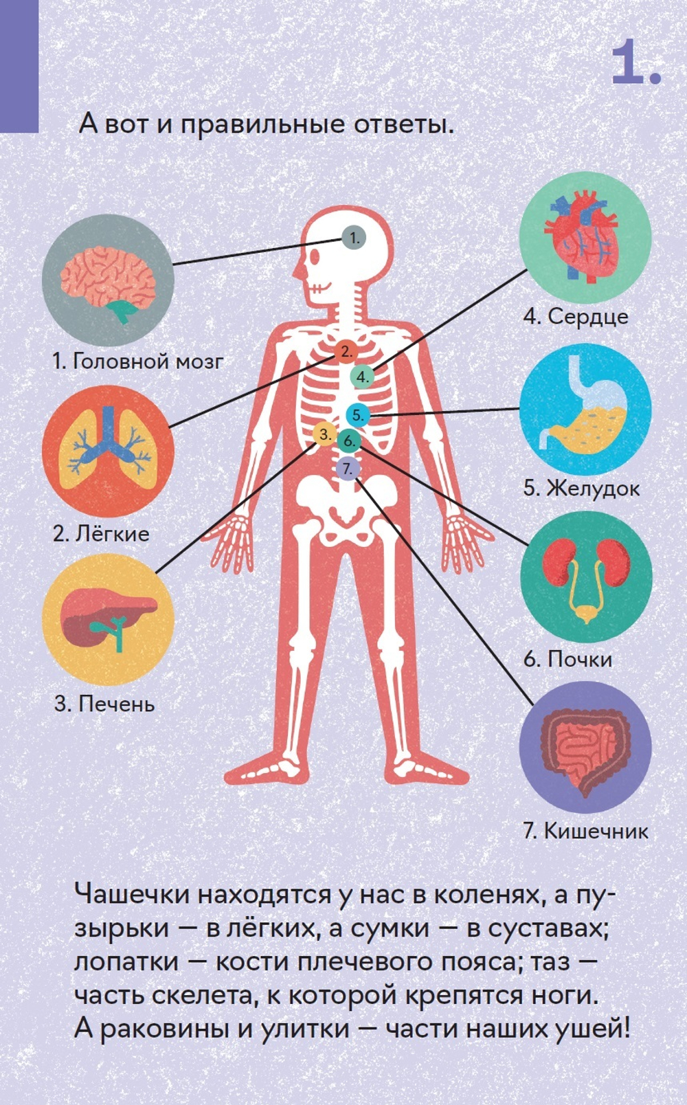 Как устроен человек. 30 карточек с экспериментами