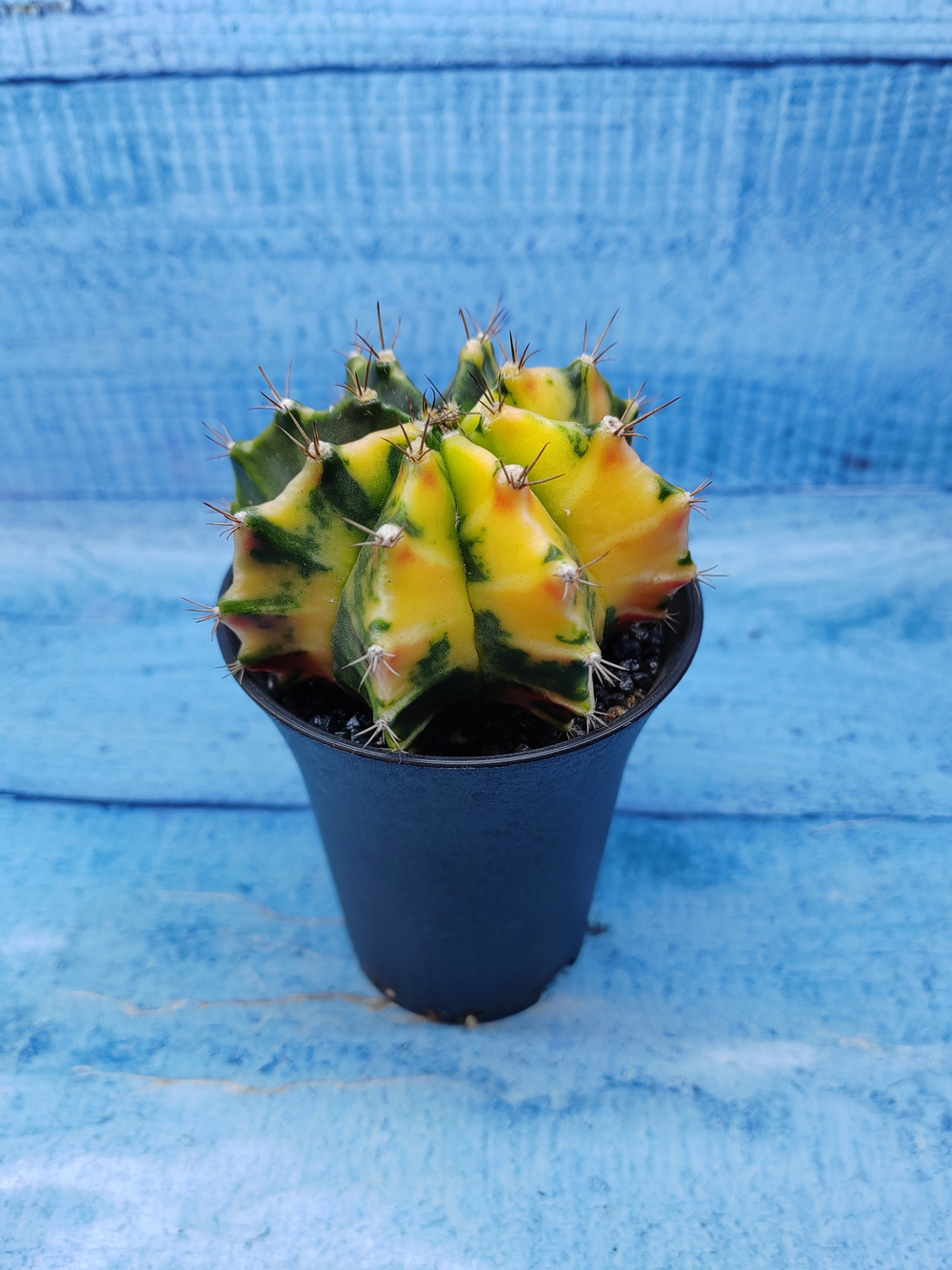 Gymnocalycium Variegata (Гимнокалициум Вариегатный)