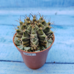 Gymnocalycium Friedrichii (Гимнокалициум)