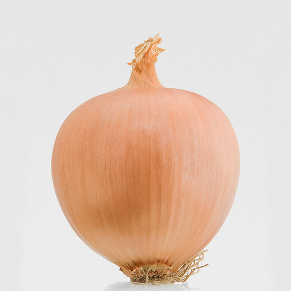 Алонсо F1 семена лука репчатого (Bejo / Бейо) продукт – фото 2