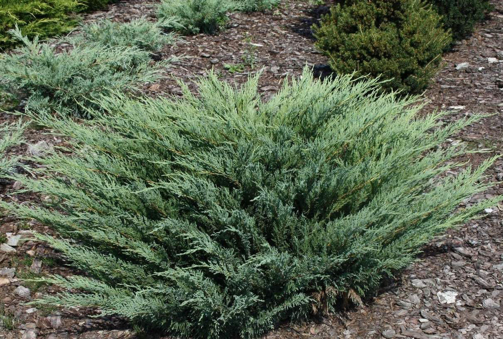 Можжевельник казацкий Блю Дануб (Juniperus Sabina Blaue Donau) р9 август 2026 г.