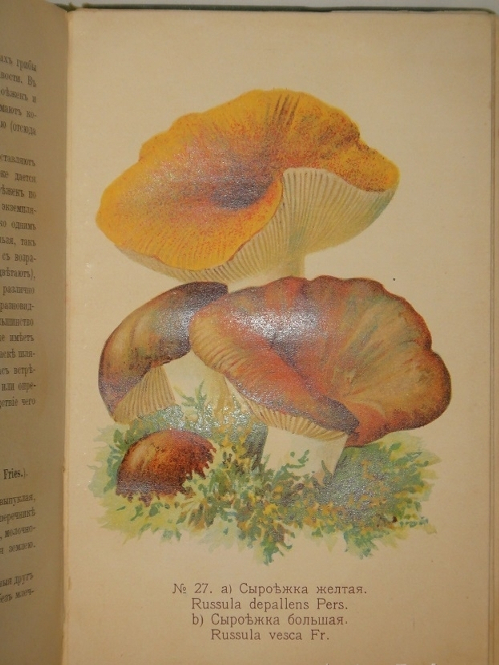 "Спутник любителя собирать грибы. Описания важнейших съедобных грибов, растущих в России". 1911г.