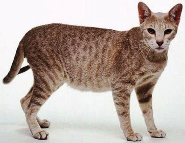 Египетская мау Египетская мау