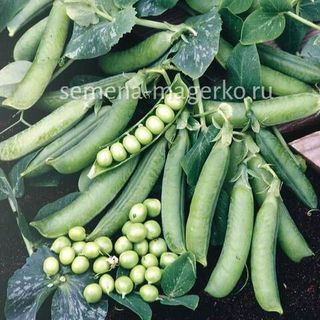 Горох Преладо 100 000  (семян)