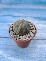 Euphorbia Obesa (Эуфорбия)