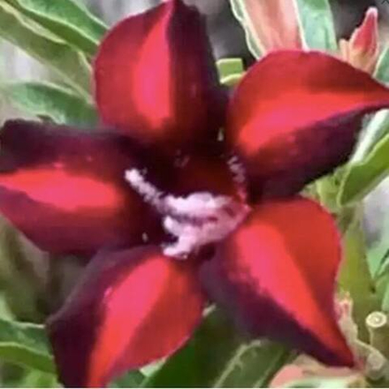 Адениум обесум 165 Trúc Nhi