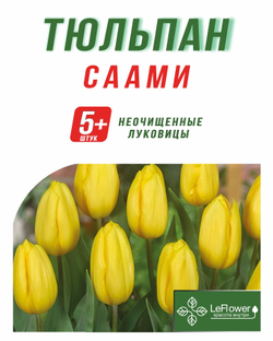 Тюльпан Луковица, Саами, 5+ шт
