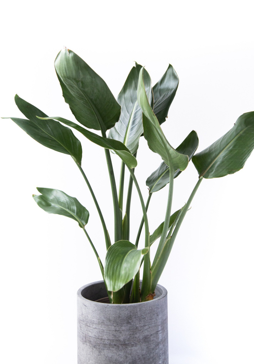 Стрелиция Регина