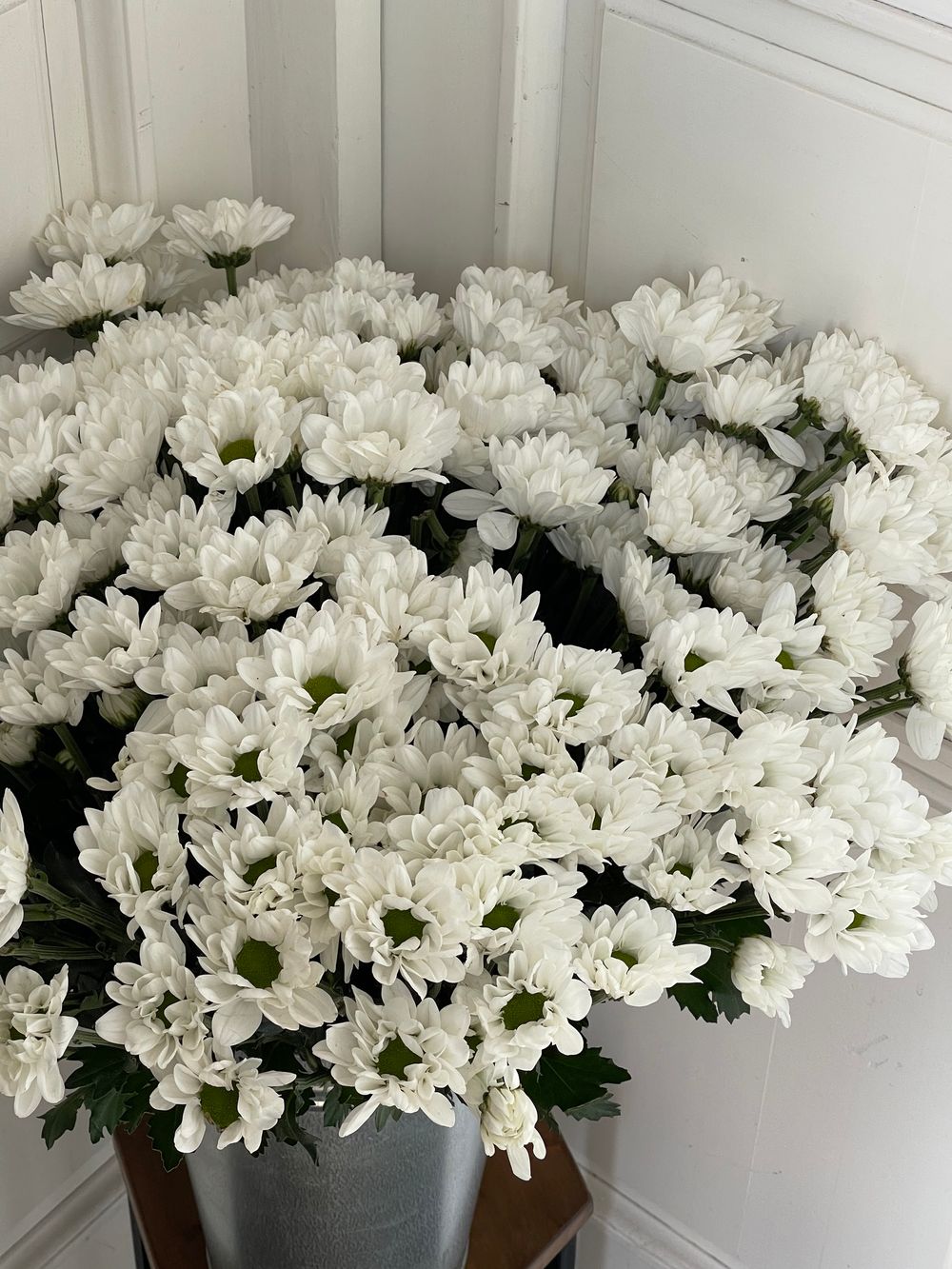 Хризантема в белом оттенке